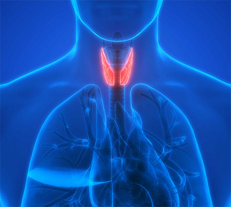 Hormonal Regulations